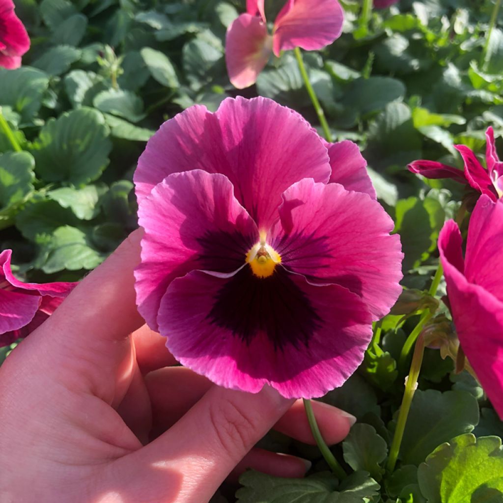 Viola wittrockiana F1 Carrera Rose Blotch- Swiss Garden Pansy