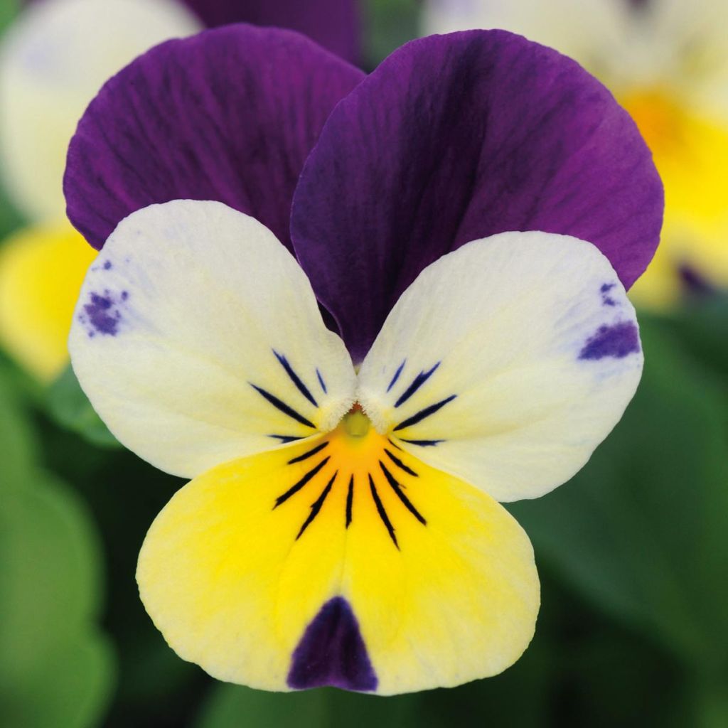 Viola Sorbet XP Lemon Jump-Up - Horned Pansy