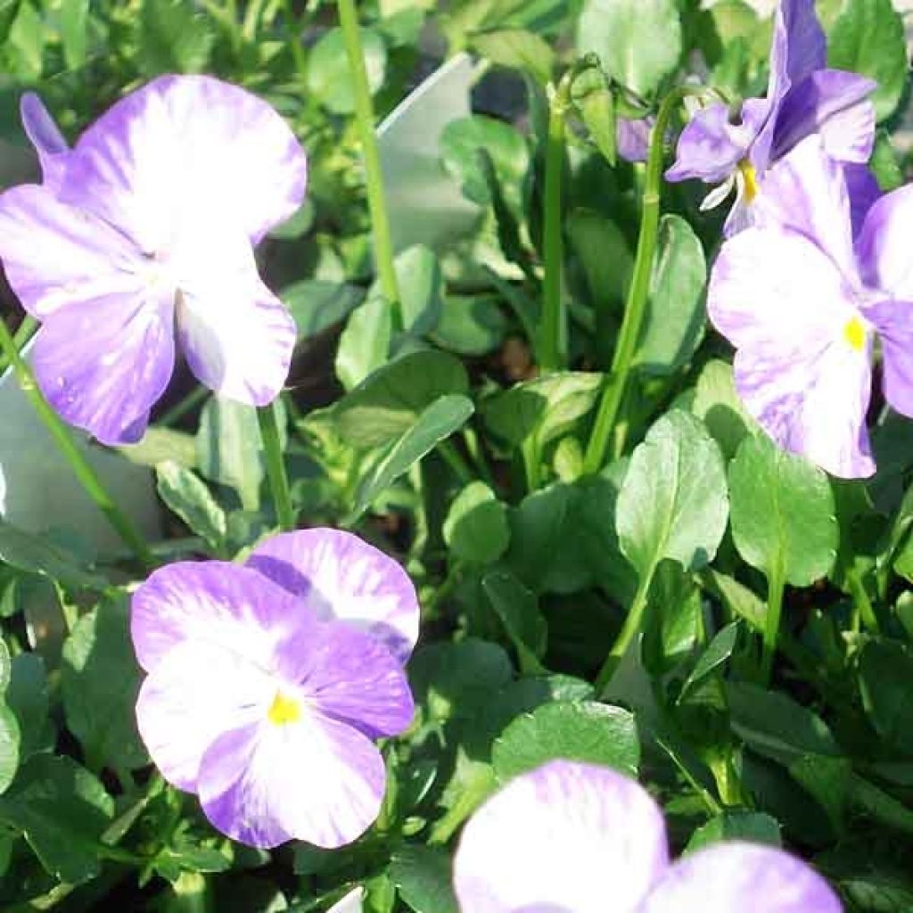 Viola cornuta Columbine