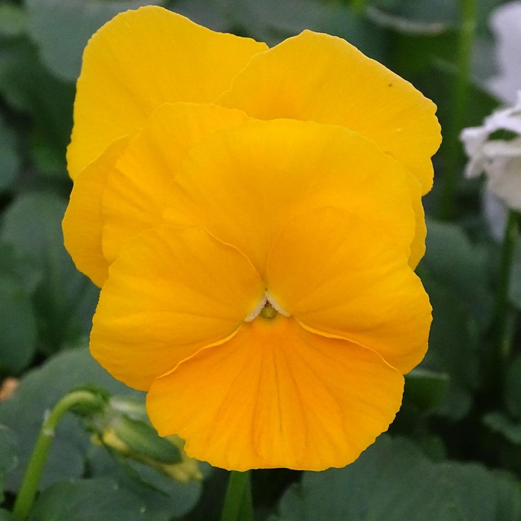Viola cornuta F1 Prim Up Citrus blend
