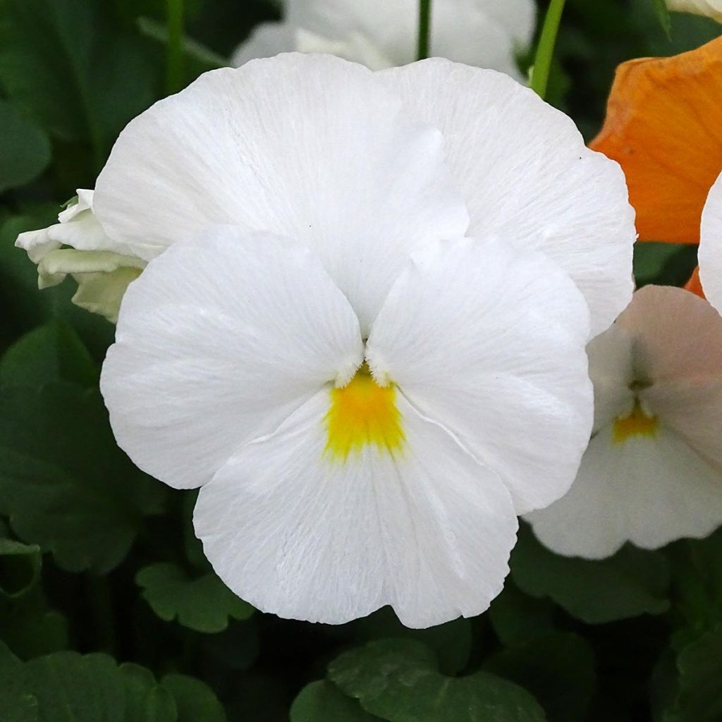 Viola cornuta F1 Prim Up Citrus blend