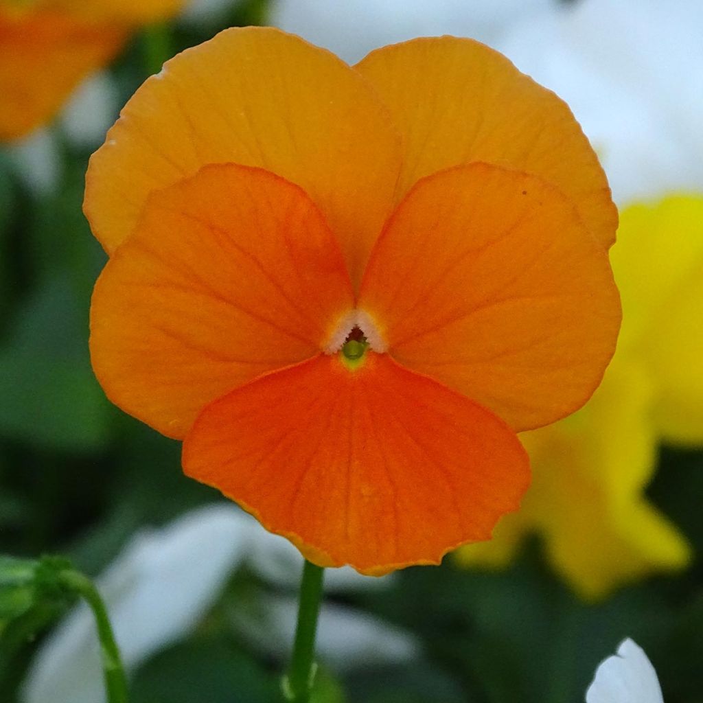 Viola cornuta F1 Prim Up Citrus blend