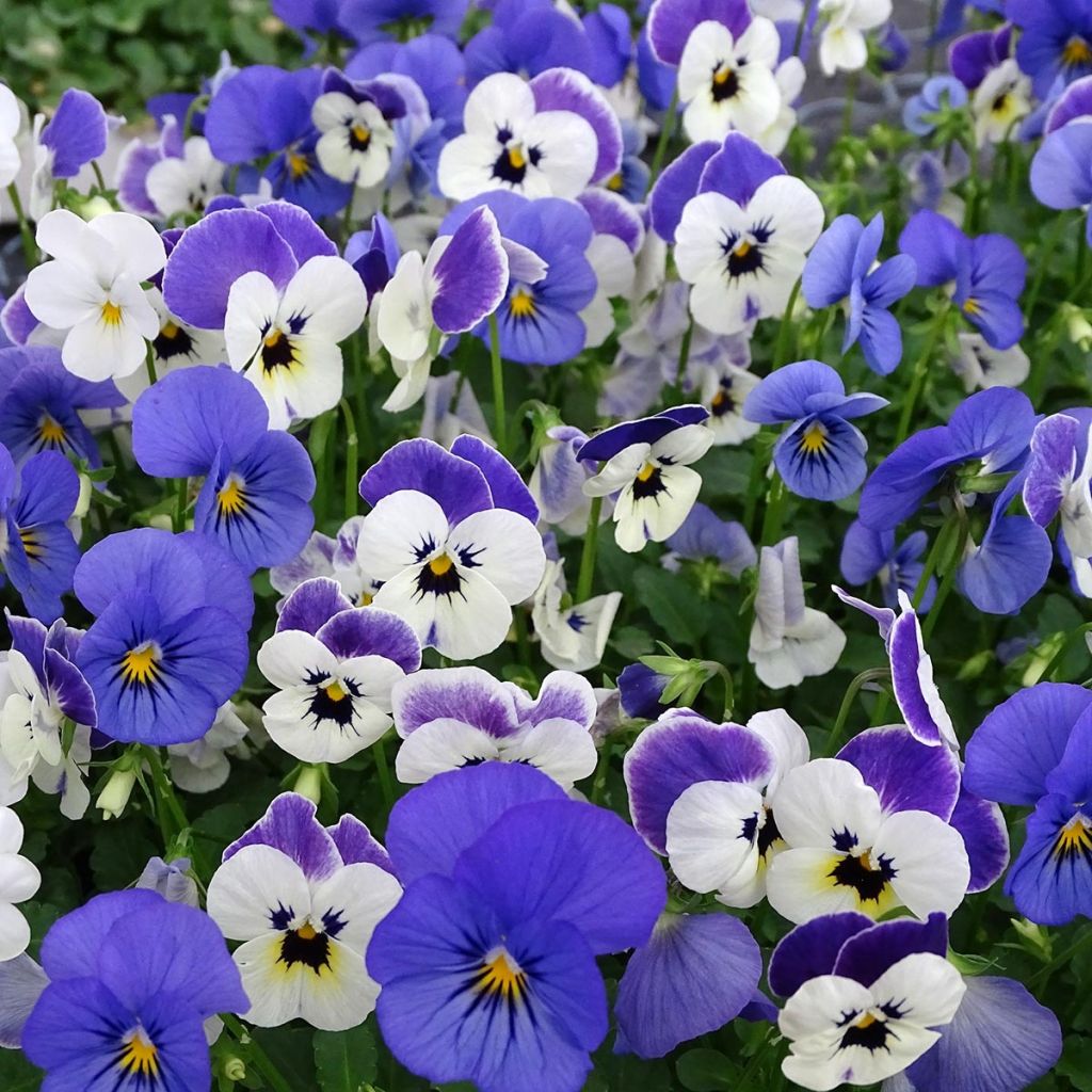 Viola cornuta Sorbet XP Blueberry Sundae