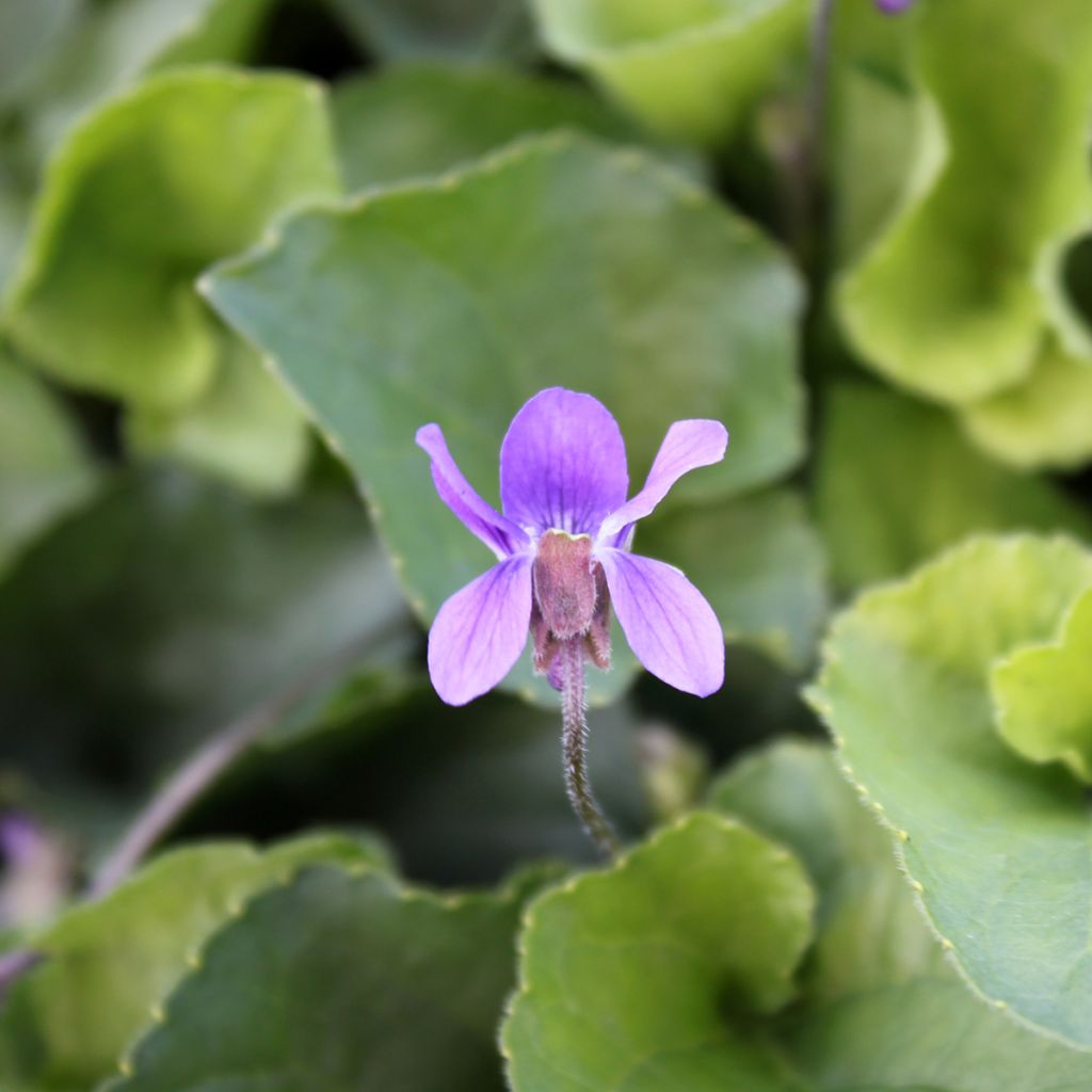 Viola odorata Königin Charlotte