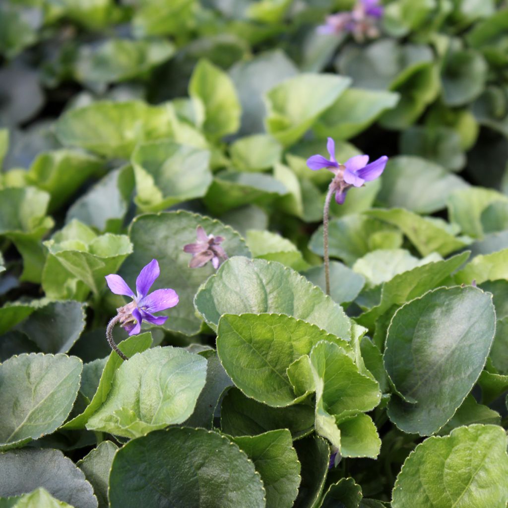 Viola odorata Königin Charlotte