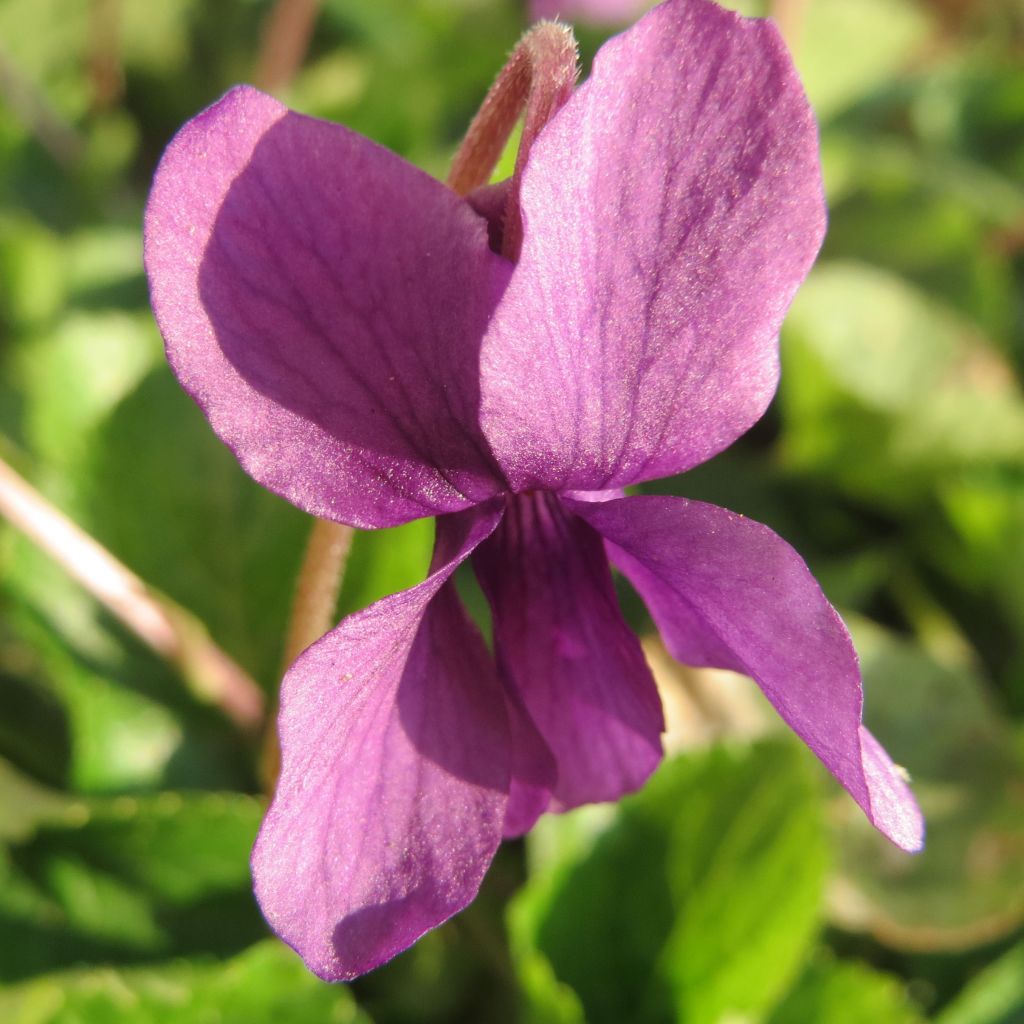Viola odorata Red Charm