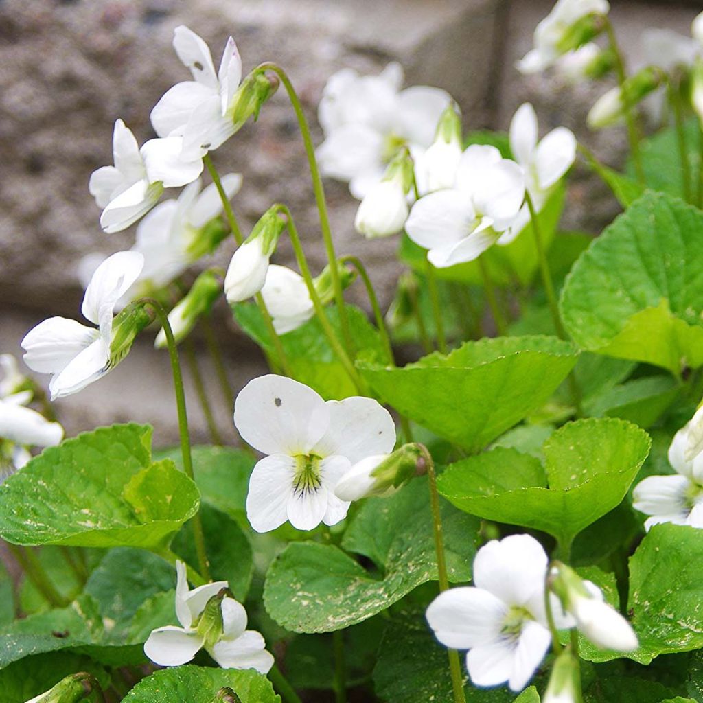 Viola sororia Albiflora
