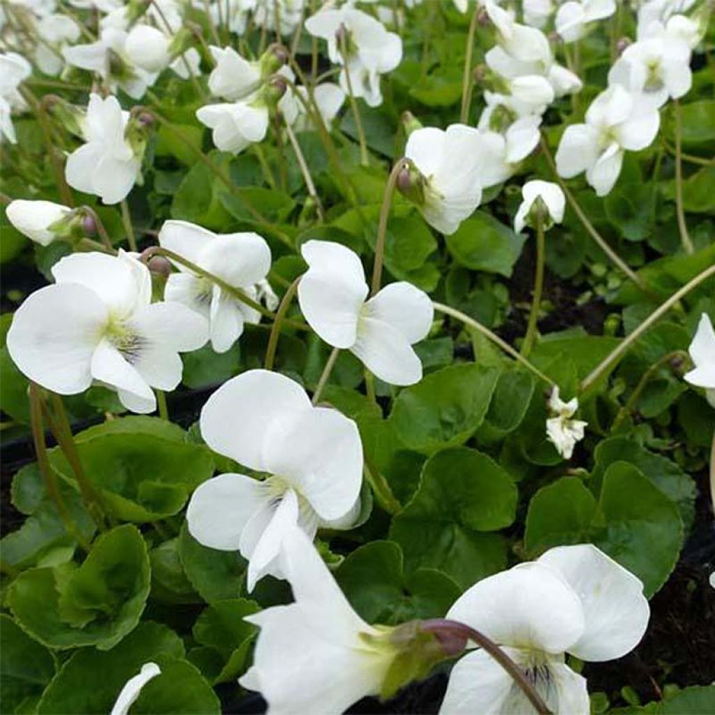 Viola sororia Albiflora