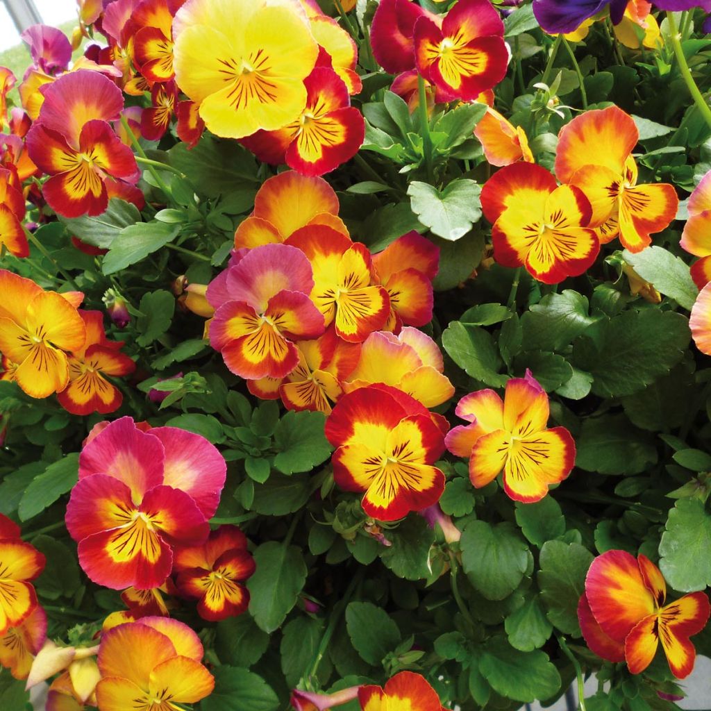 Viola Ultima Radiance Red - Medium Flowered Pansy
