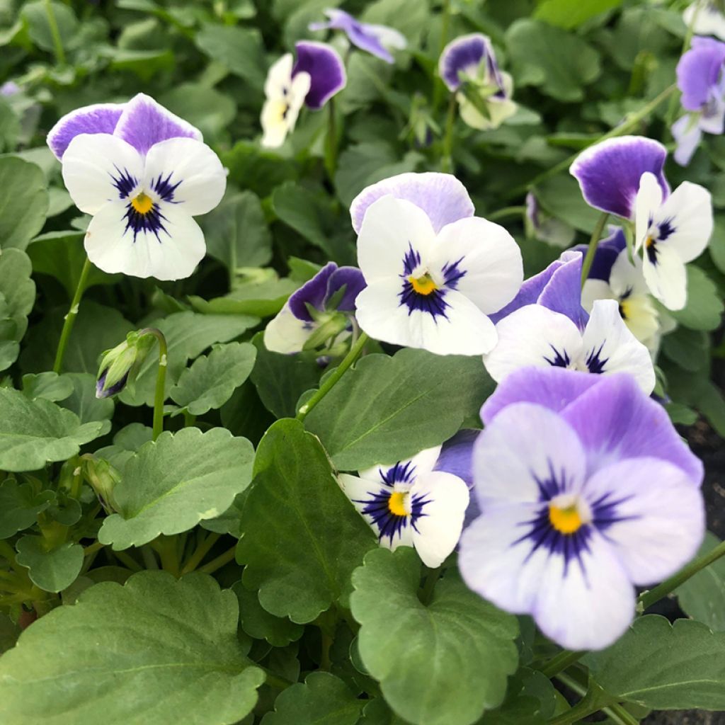 Viola cornuta Sorbet Delft Blue mini plug