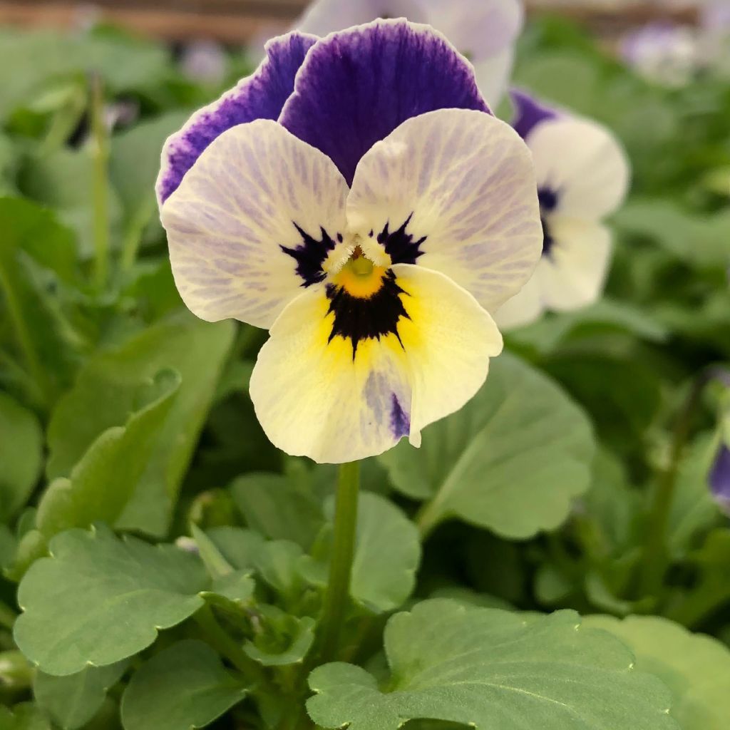 Viola cornuta Sorbet Delft Blue mini plug