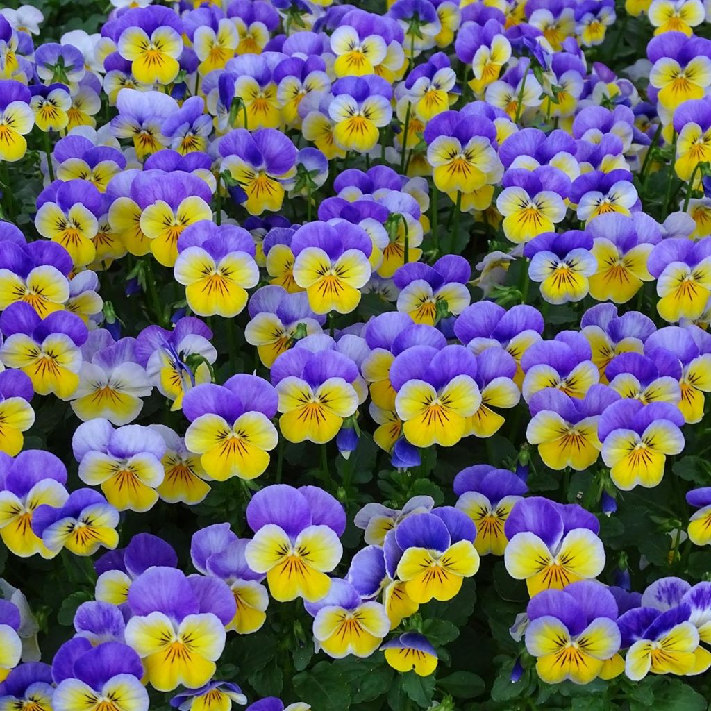 Viola cornuta F1 Kitty Surprise - Horned Pansy