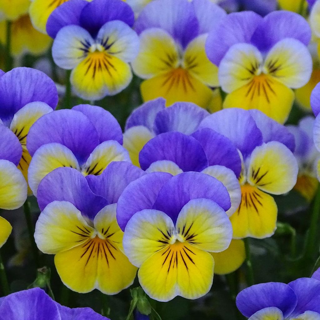 Viola cornuta F1 Kitty Surprise - Horned Pansy
