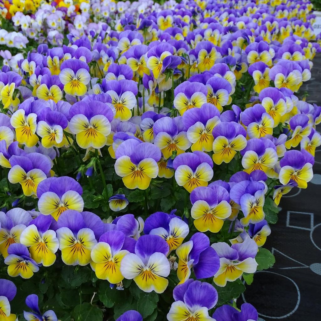 Viola cornuta F1 Kitty Surprise - Horned Pansy