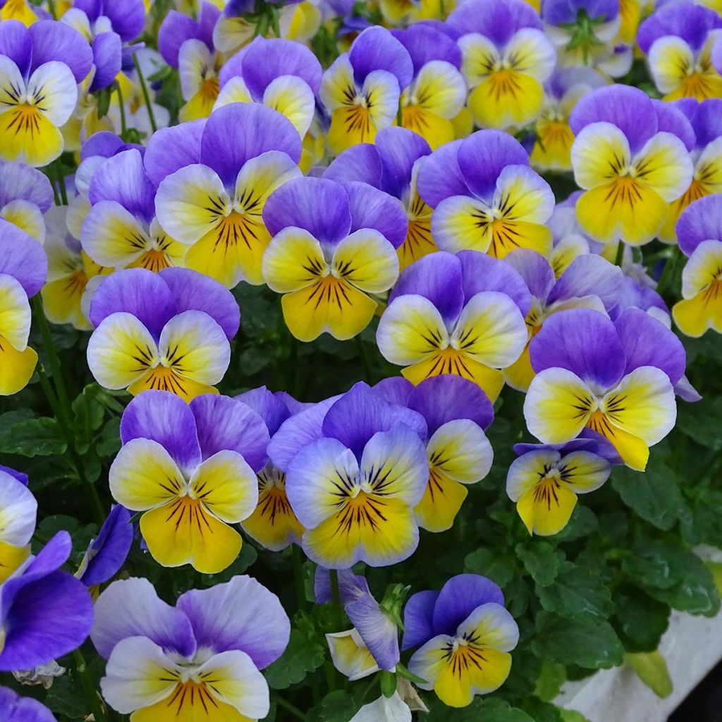 Viola cornuta F1 Kitty Surprise - Horned Pansy