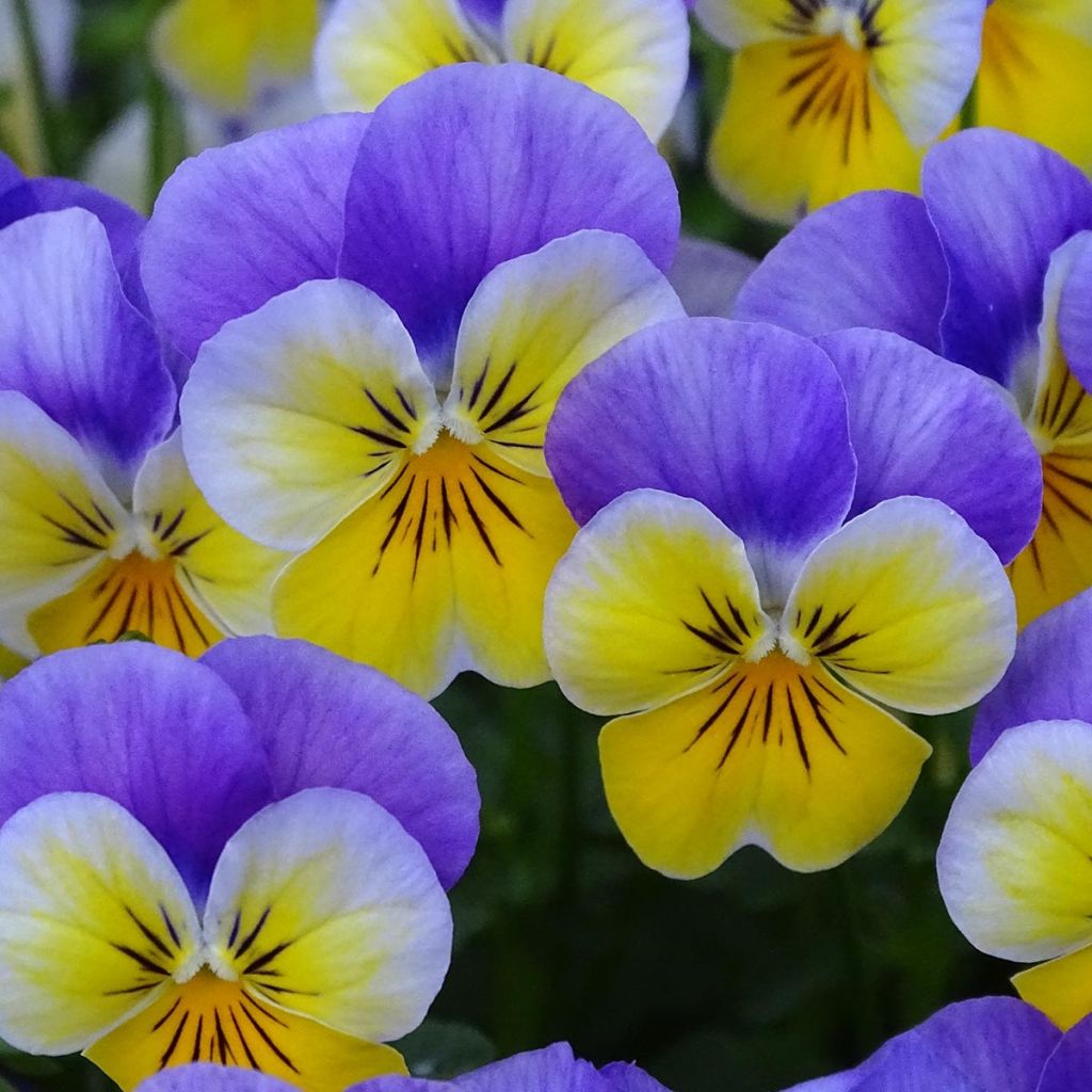 Viola cornuta F1 Kitty Surprise - Horned Pansy