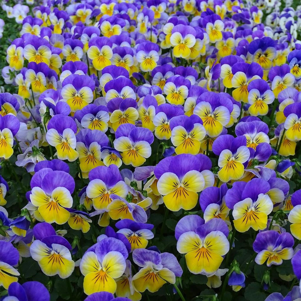 Viola cornuta F1 Kitty Surprise - Horned Pansy