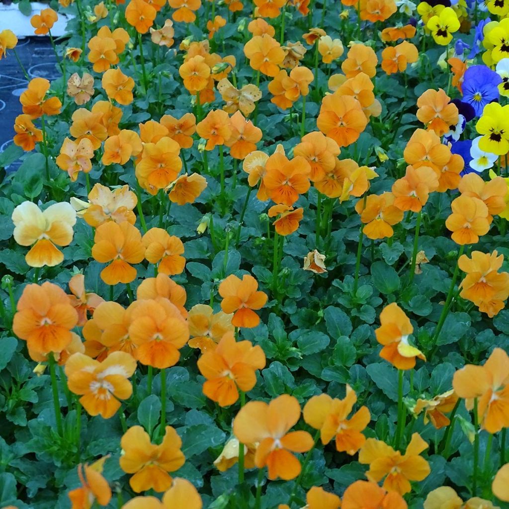 Viola cornuta Penny Orange plug plant