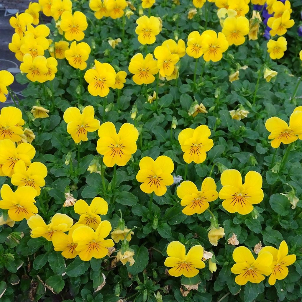 Viola cornuta Penny Yellow