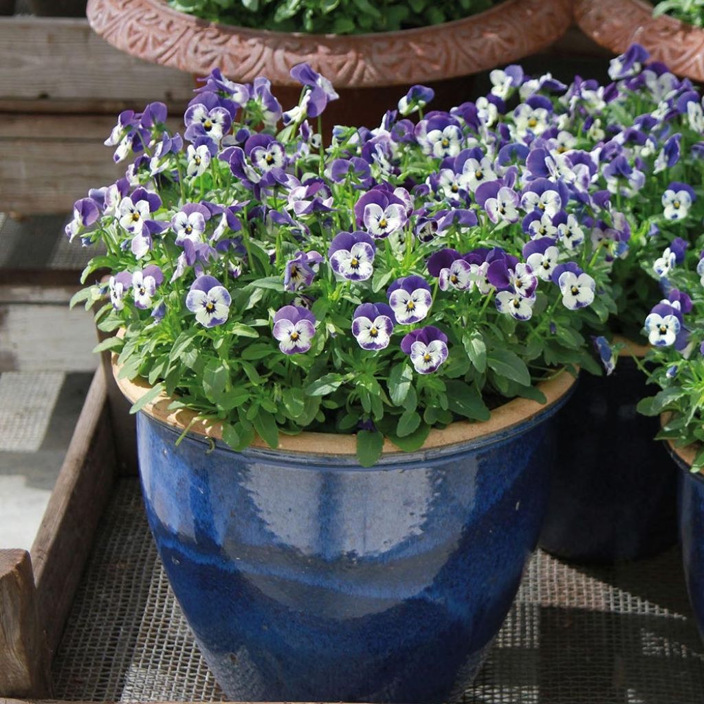 Viola cornuta Sorbet Delft Blue mini plug
