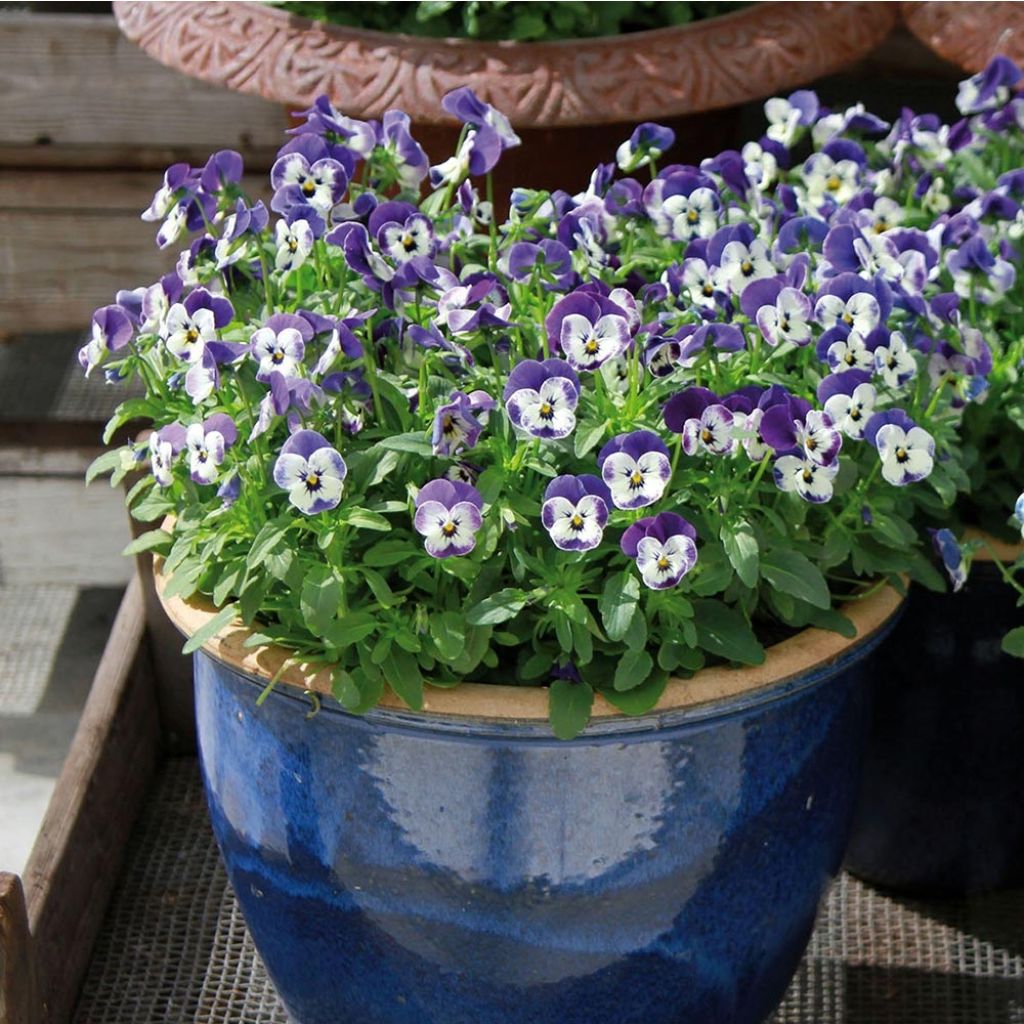 Viola cornuta Sorbet Delft Blue mini plug
