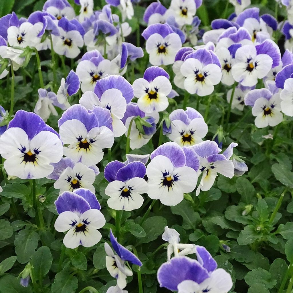 Viola cornuta Sorbet Delft Blue mini plug