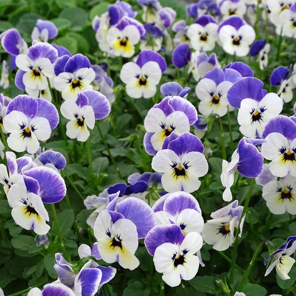 Viola cornuta Sorbet Delft Blue mini plug