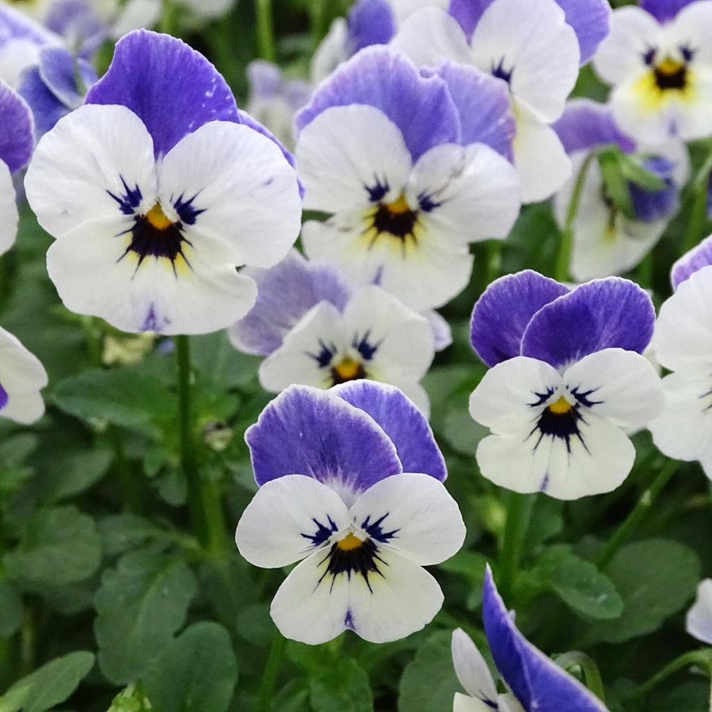 Viola cornuta Sorbet Delft Blue mini plug