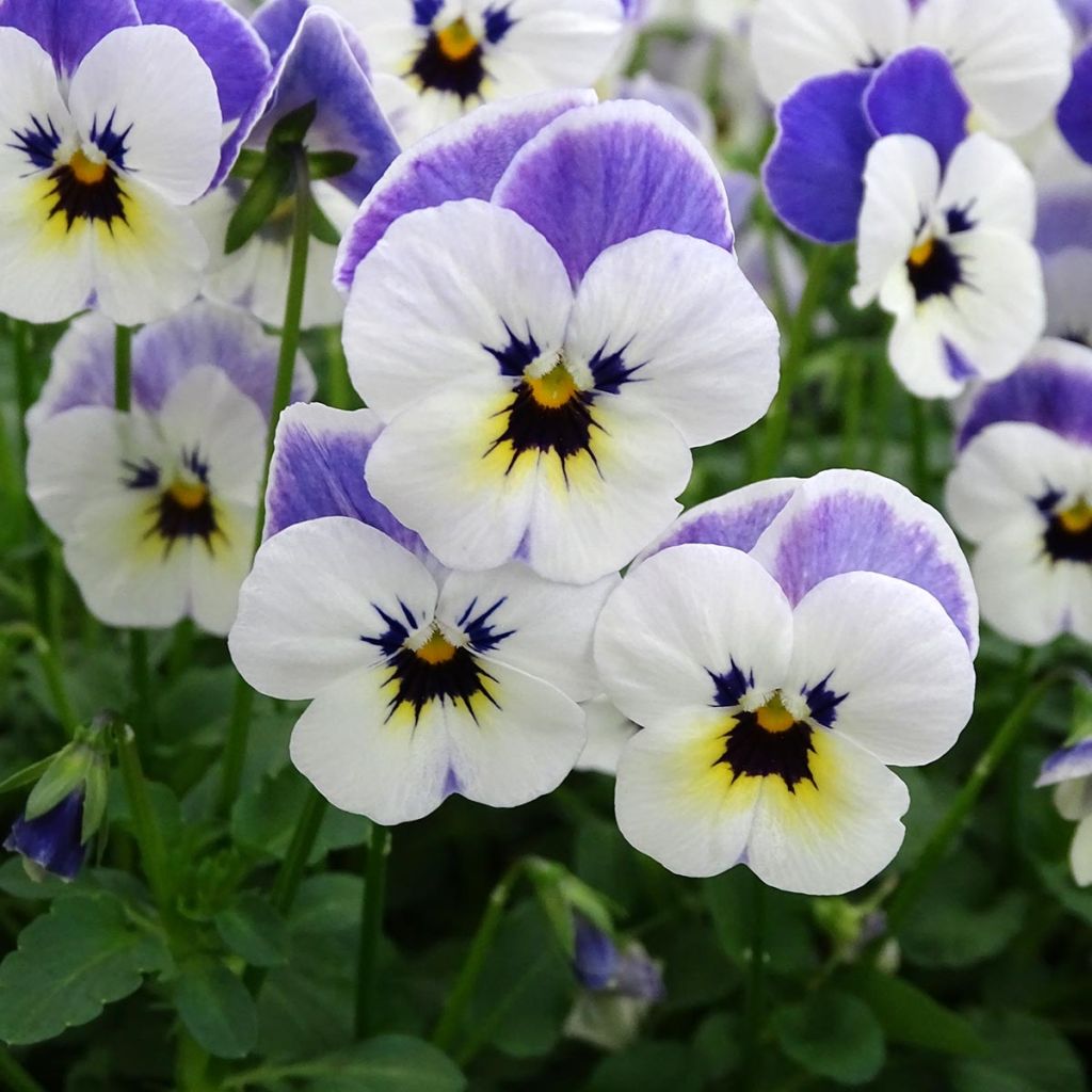 Viola cornuta Sorbet Delft Blue mini plug