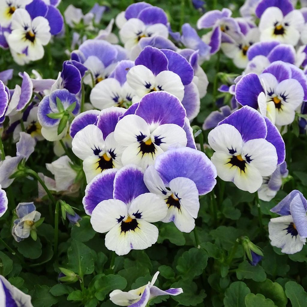 Viola cornuta Sorbet Delft Blue mini plug