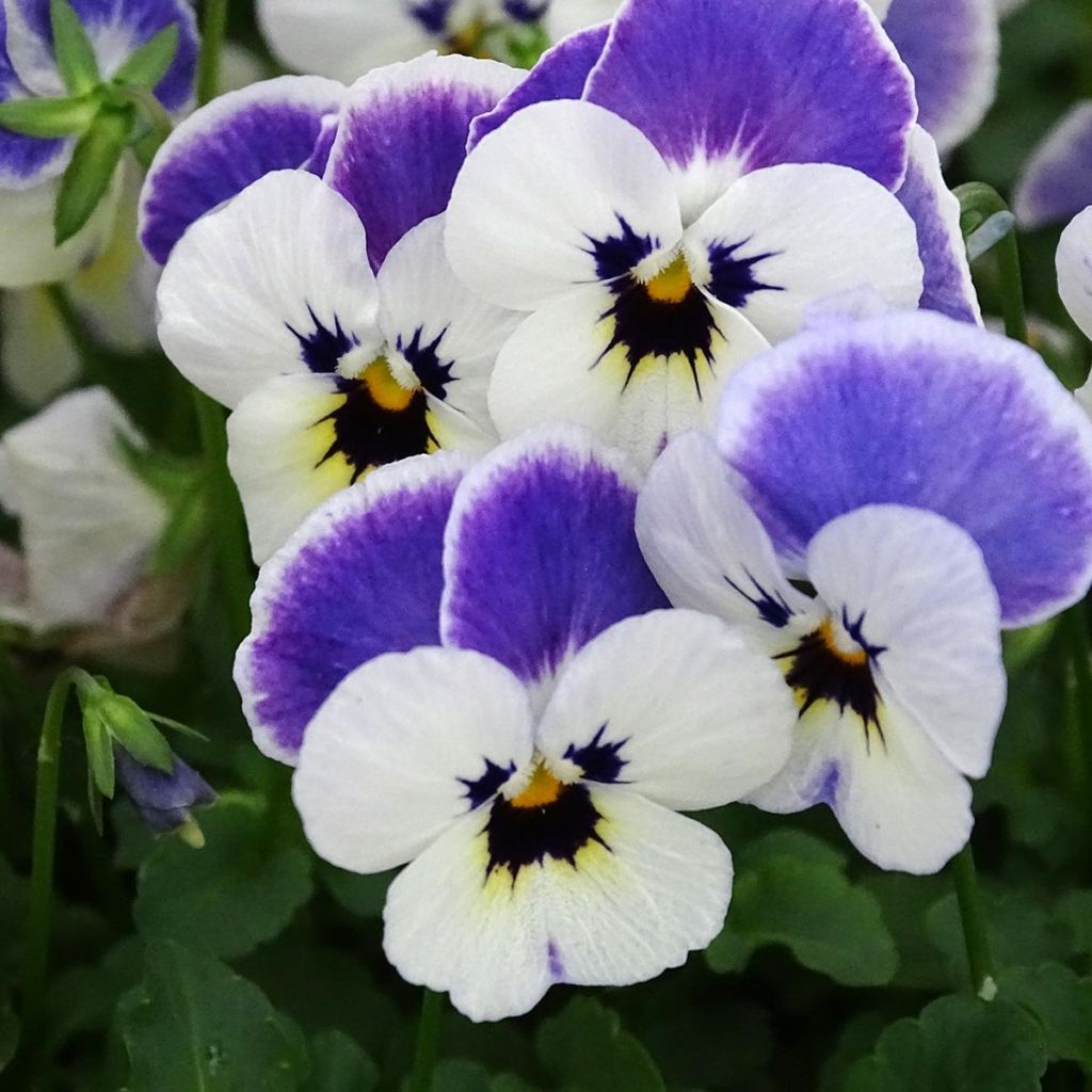 Viola cornuta Sorbet Delft Blue mini plug