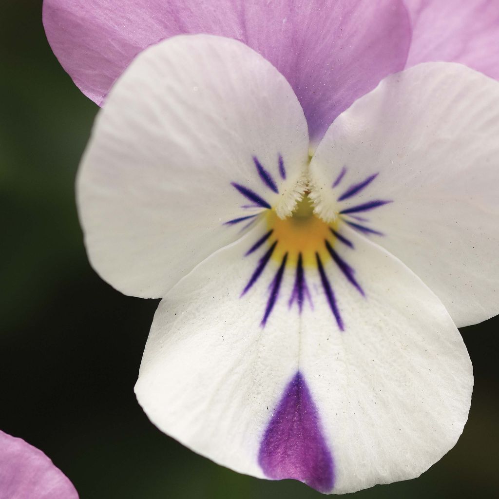 Viola Sorbet XP Pink Wing - Viola cornuta