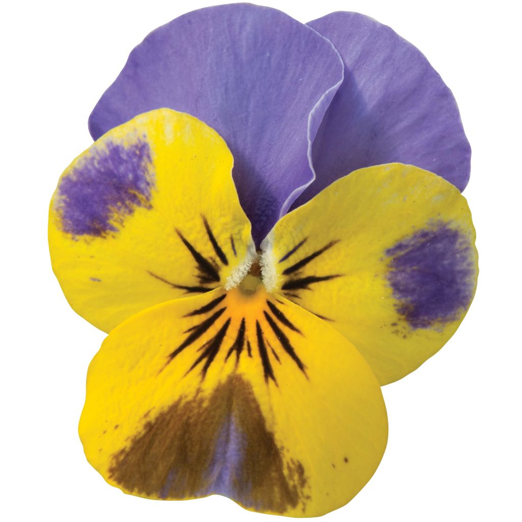 Viola cornuta Sorbet Yellow Blue Jump Up plug plant