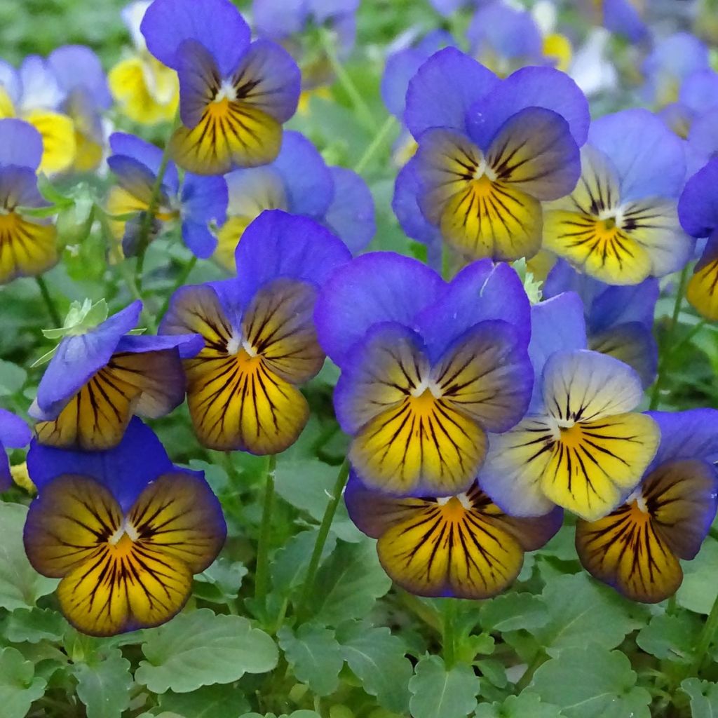 Viola Sorbet XP Morpho - Viola cornuta