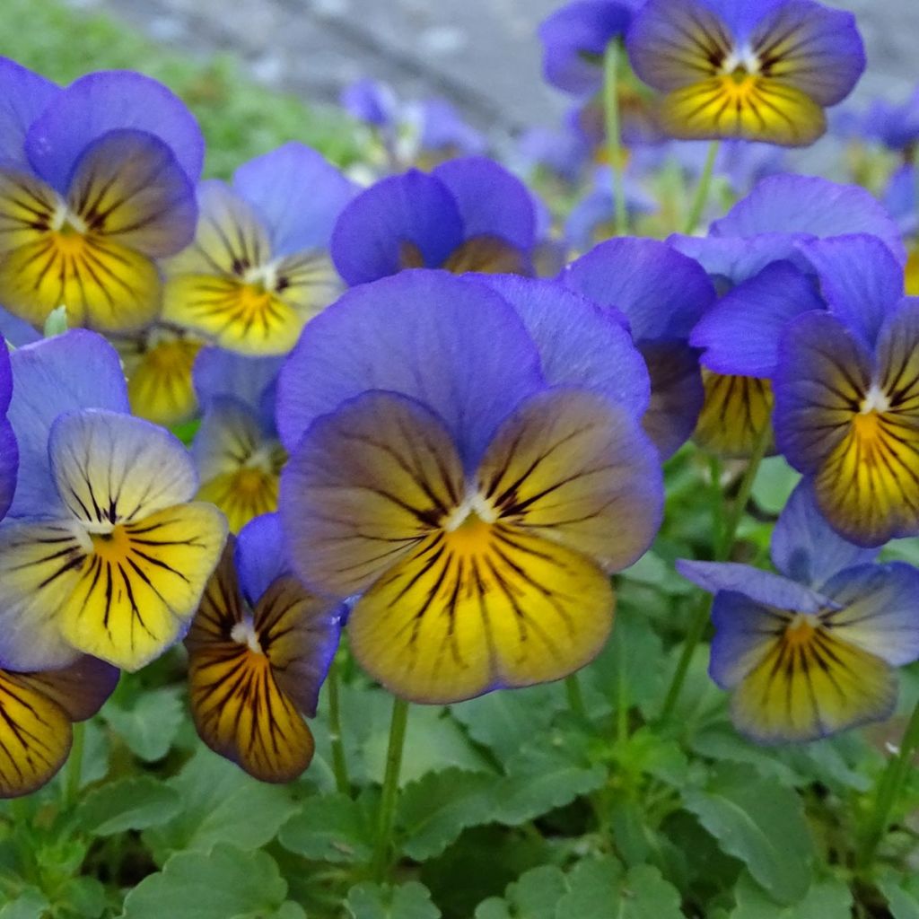 Viola Sorbet XP Morpho - Viola cornuta