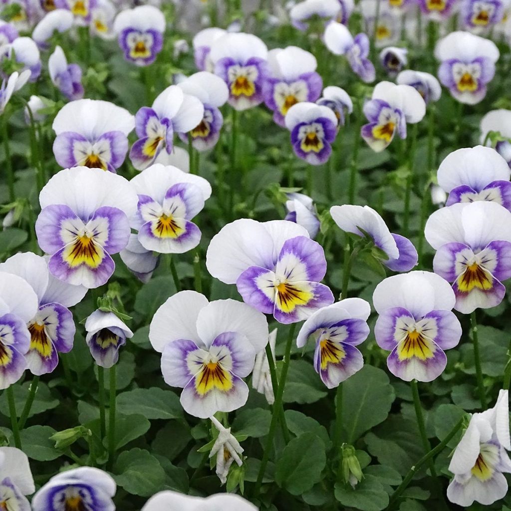 Viola cornuta Sorbet XP Pink Halo