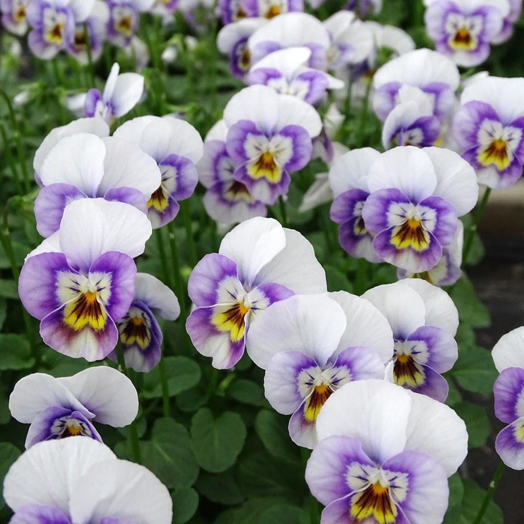 Viola cornuta Sorbet XP Pink Halo
