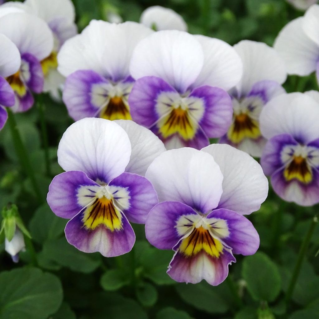 Viola cornuta Sorbet XP Pink Halo