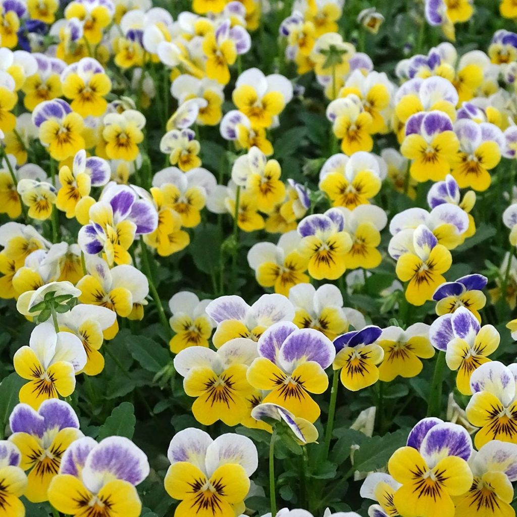 Viola cornuta Sorbet Yellow Blue Jump Up plug plant
