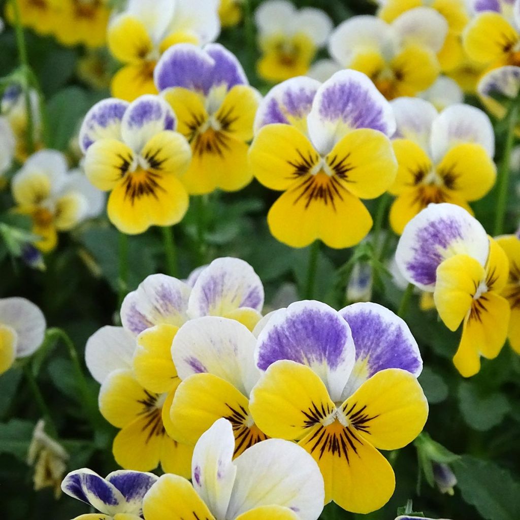 Viola cornuta Sorbet Yellow Blue Jump Up plug plant