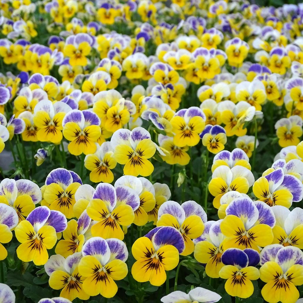 Viola cornuta Sorbet Yellow Blue Jump Up plug plant