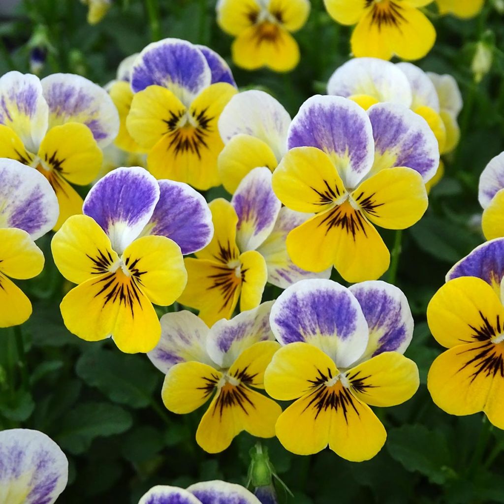 Viola cornuta Sorbet Yellow Blue Jump Up plug plant