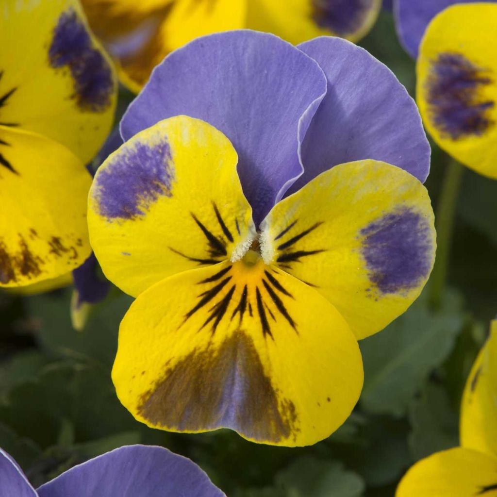 Viola cornuta Sorbet Yellow Blue Jump Up plug plant