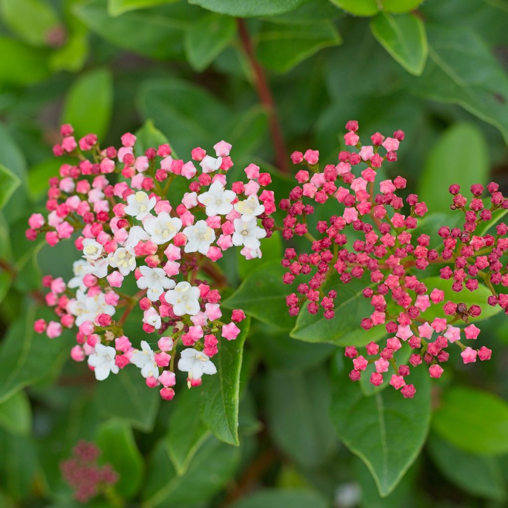 Viburnum tinus Gwenllian