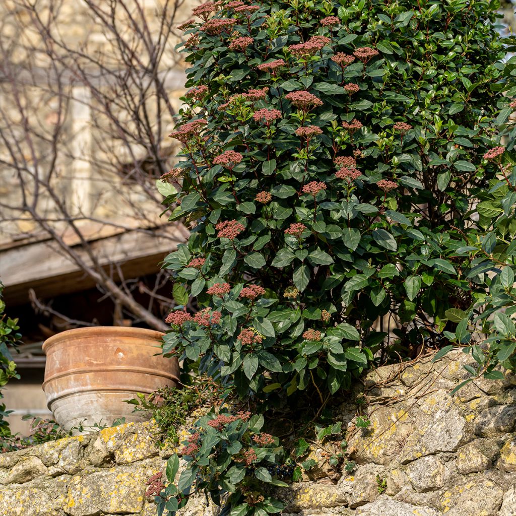 Viburnum tinus Gwenllian