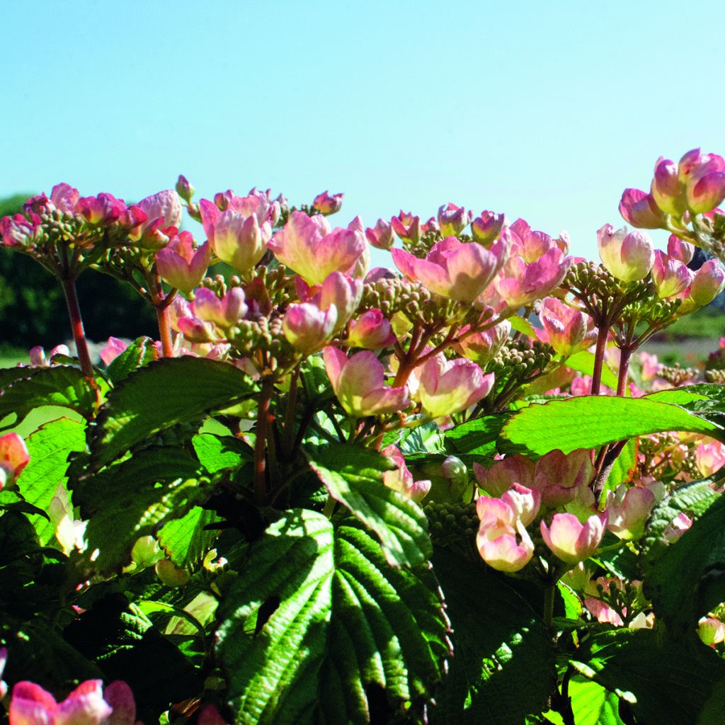 Viburnum plicatum Pinkimono