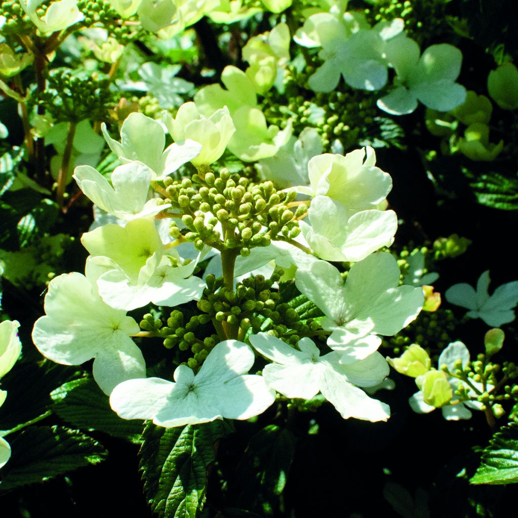 Viburnum plicatum Shirogami®
