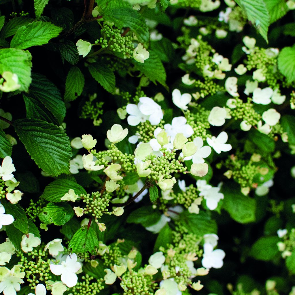 Viburnum plicatum Shirogami®