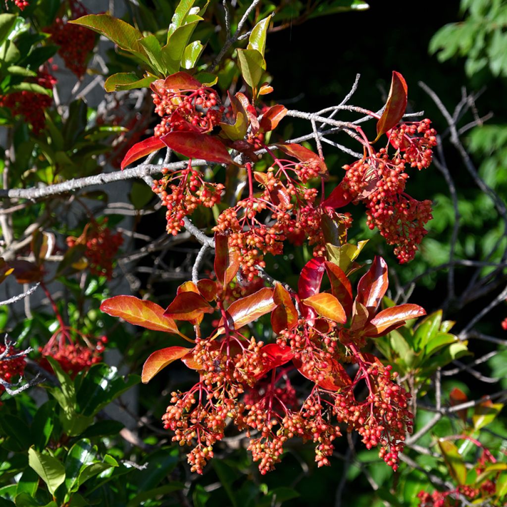 Viburnum odoratissimum