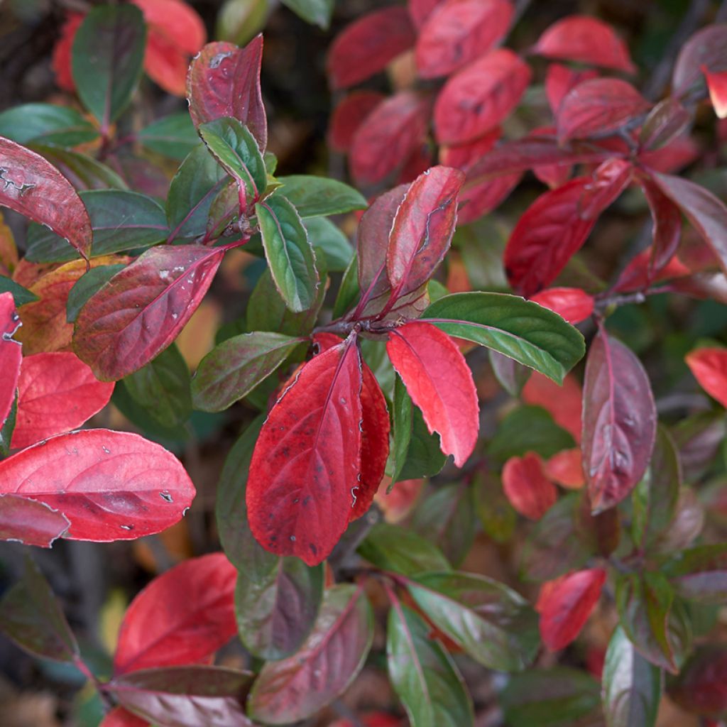 Viburnum odoratissimum